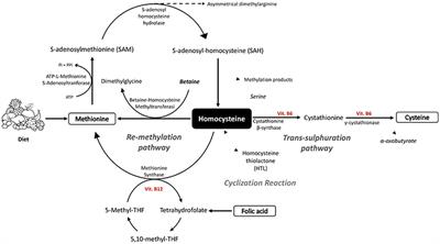 Homocysteine and Vascular Disease (Developments in Cardiovascular Medicine)